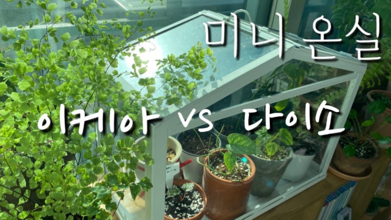 가성비 좋고 예쁘고 사용하기 편리한 미니온실 #이케아소케르온실 #다이소미니온실 #홈가드닝을 위한 미니온실을 비교해보았습니다. #IKEA #DAISO