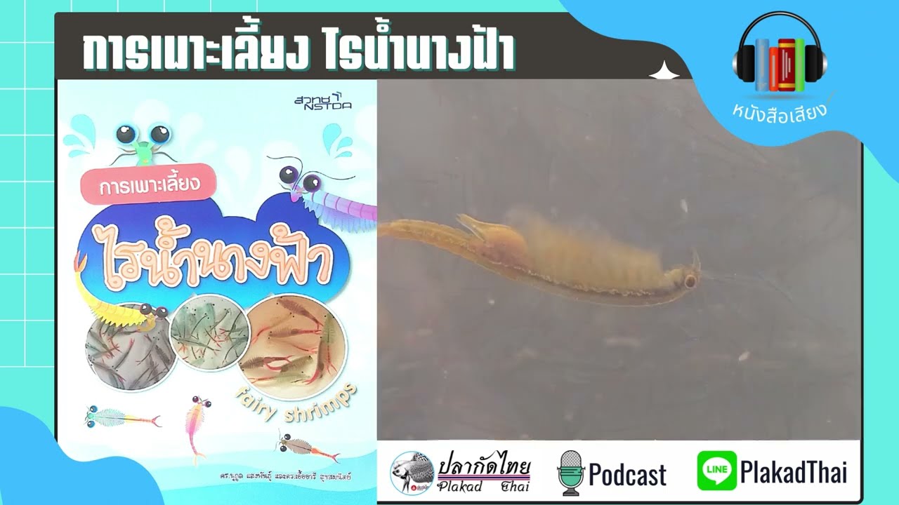 การเพาะเลี้ยงไรน้ำนางฟ้า รวมทุกตอน ฟังยาวๆ