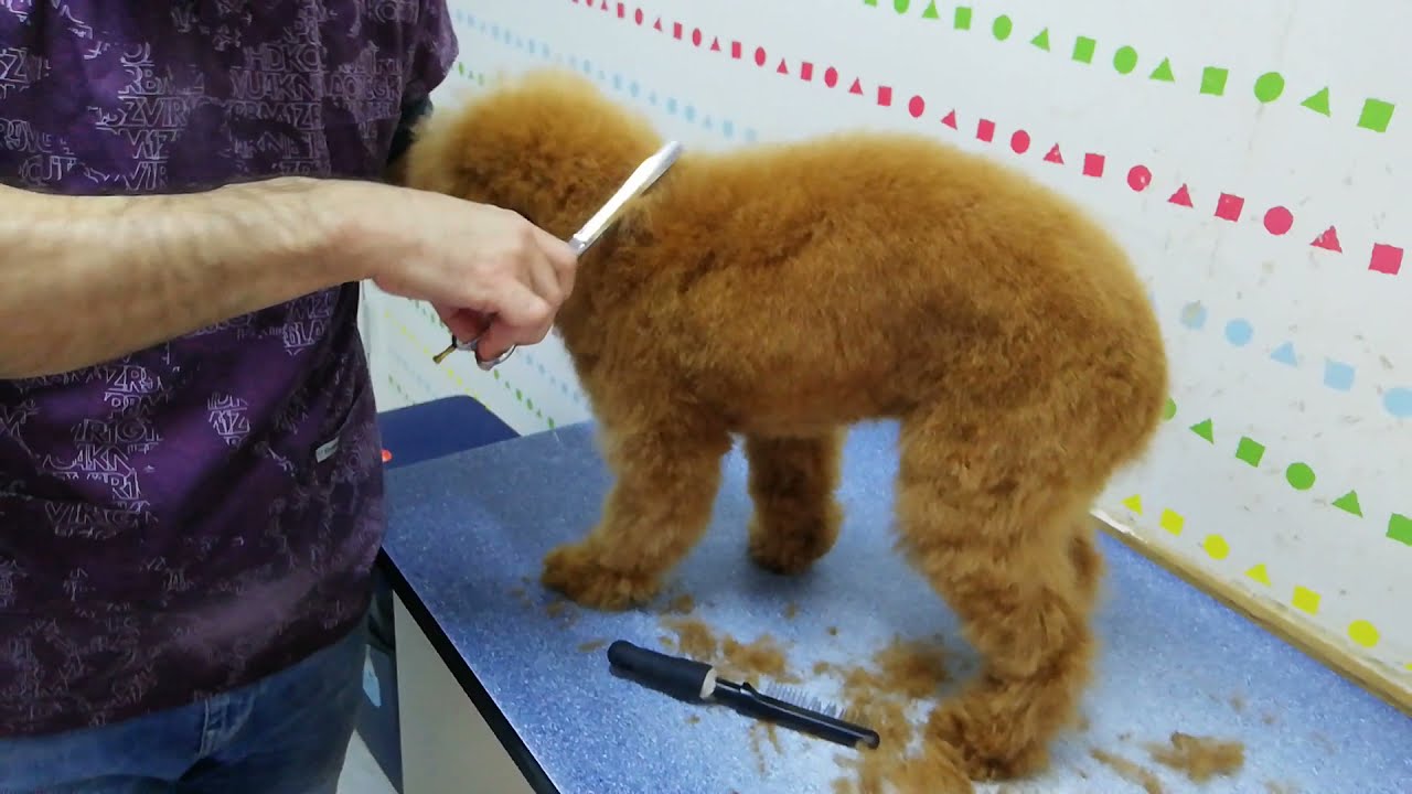 Toy Poodle traşı