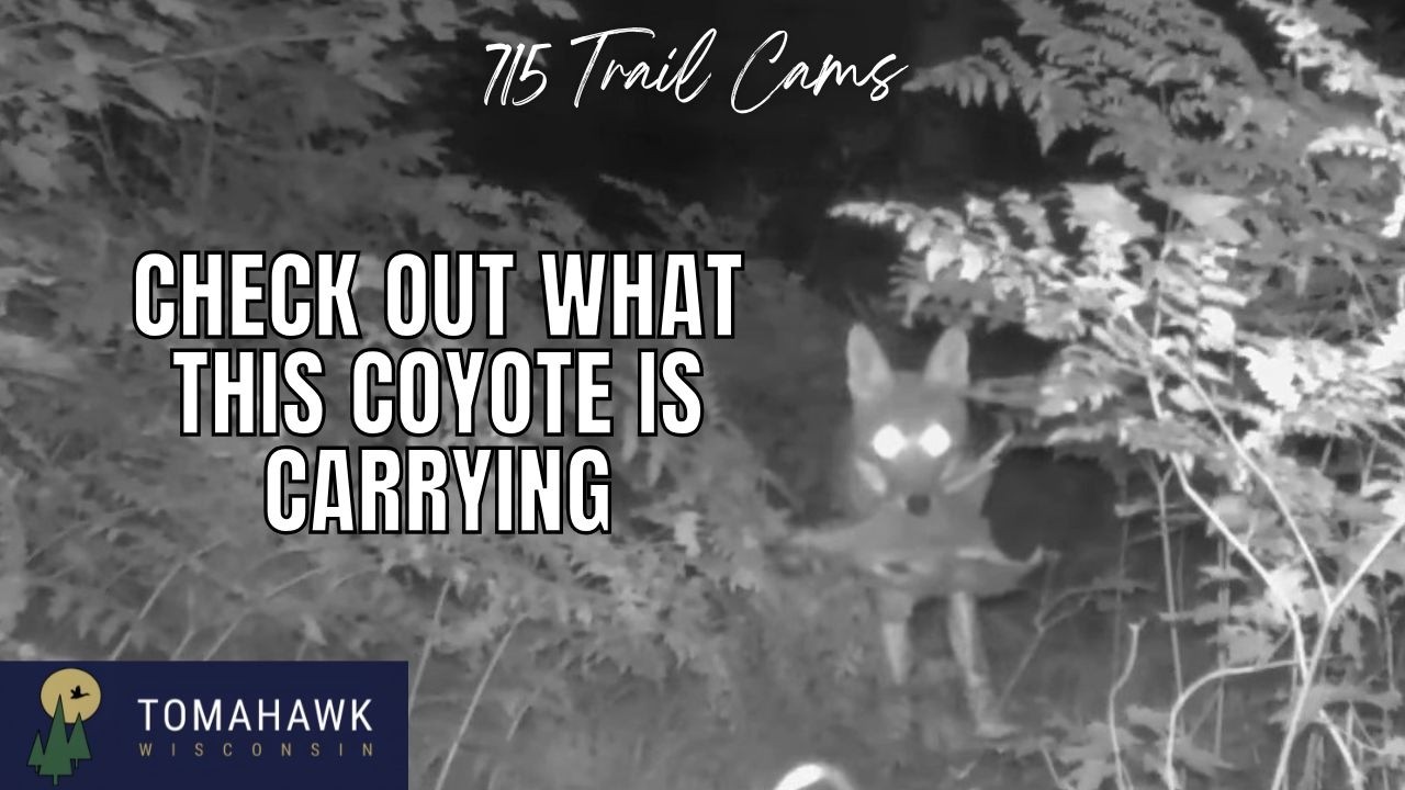 July 21st-31st 2025 Tomhawk Wisconsin Trail Camera Highlights