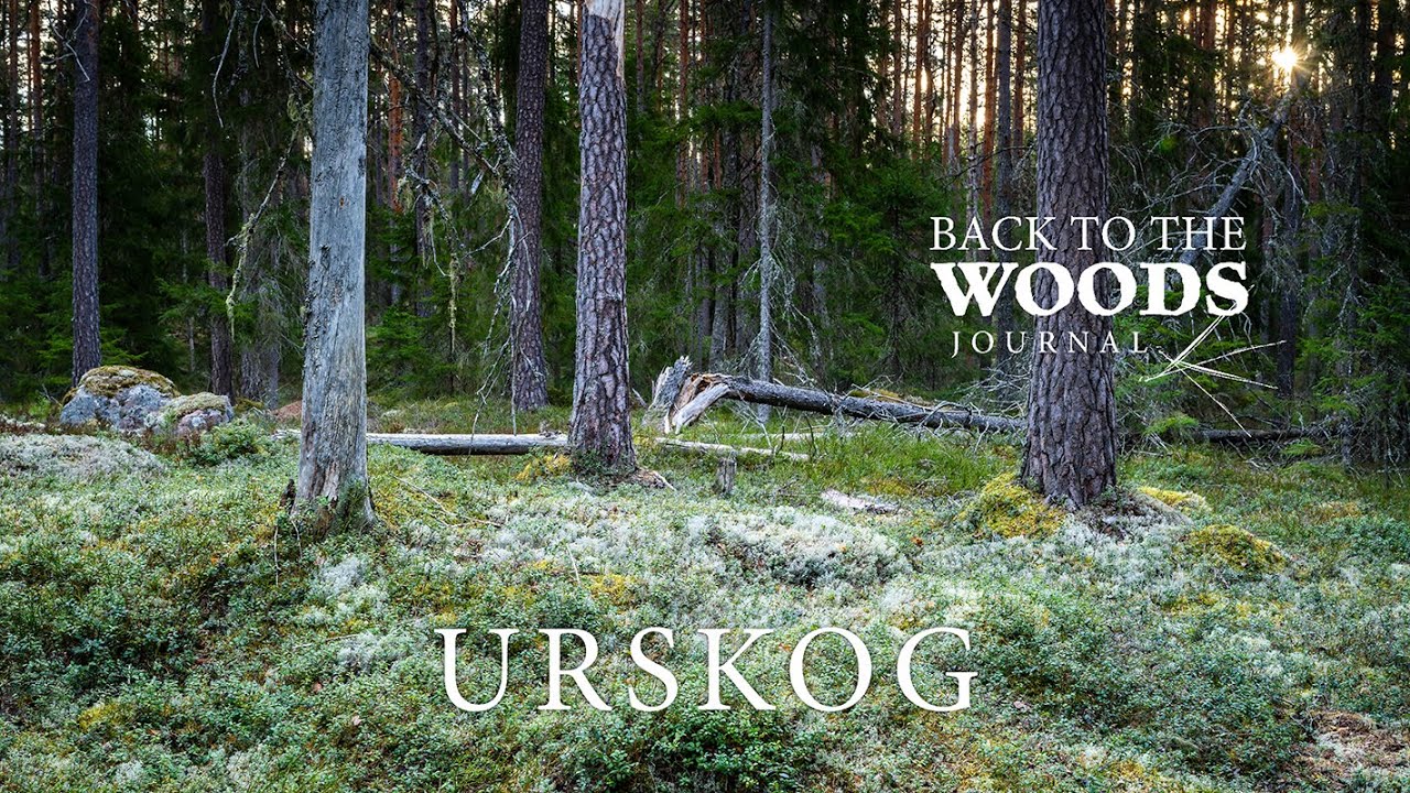Urskogen