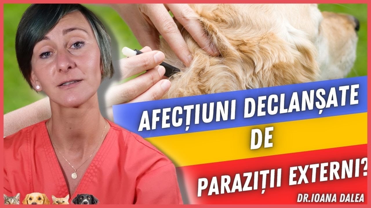 Cei Mai Frecventi Paraziti Externi la Caini si  Pisici - Medic Veterinar Ioana Dalea