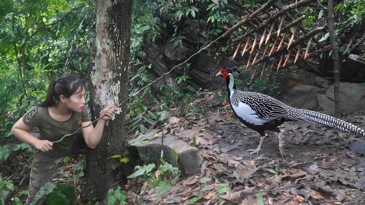 Rare wild pheasant discovered, emergency trap set to catch it, survival alone