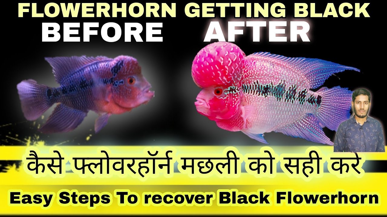 Flowerhorn Getting Black | Flowerhorn Losing Colour | Flowerhorn Stress - Treatment