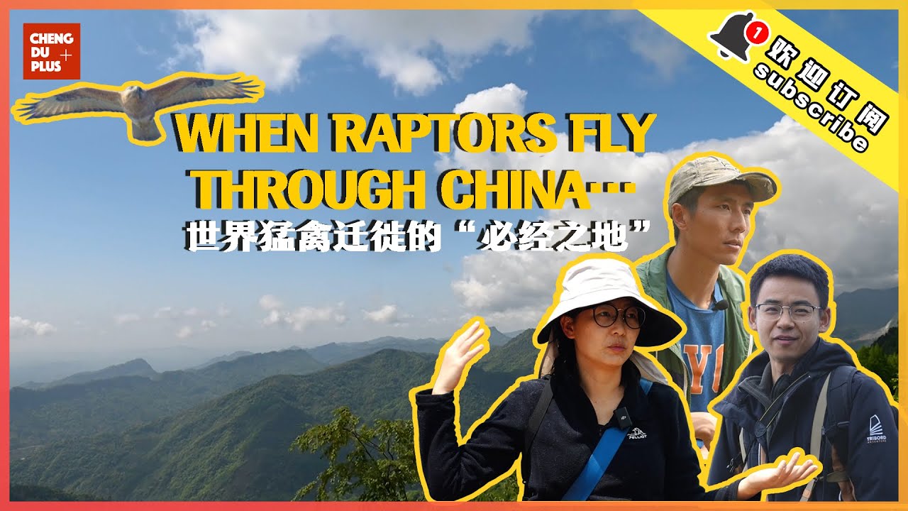 世界猛禽迁徙的“必经之地”——成都到底有什么在吸引它们？