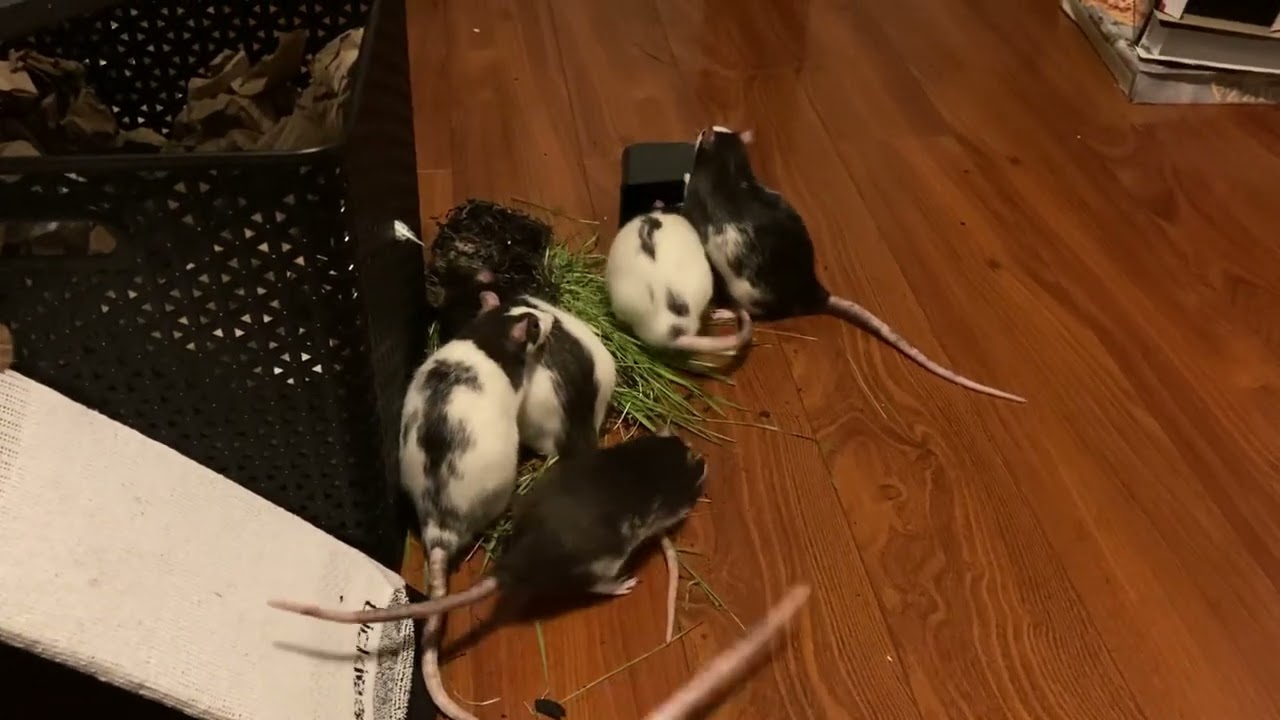 rats ratting everywhere, just ratting all over the place