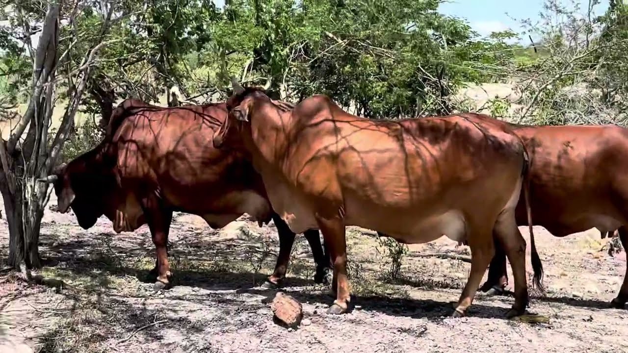 VACAS SOLTEIRAS DE ALTA LACTAÇÃO GORDAS NA CAATINGA