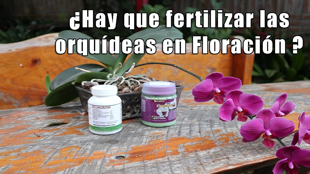 Fertilizar Orquídeas en Floración || Orquiplanet