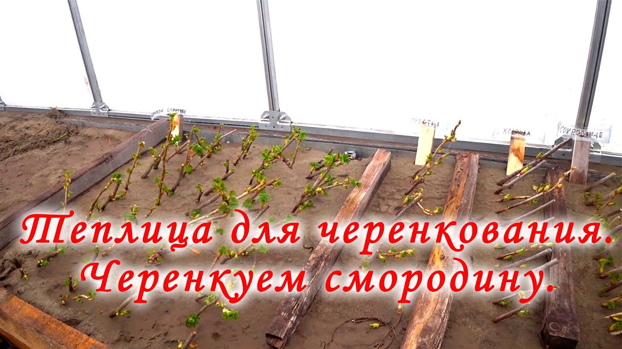Теплица для черенкования.  Черенкуем смородину.