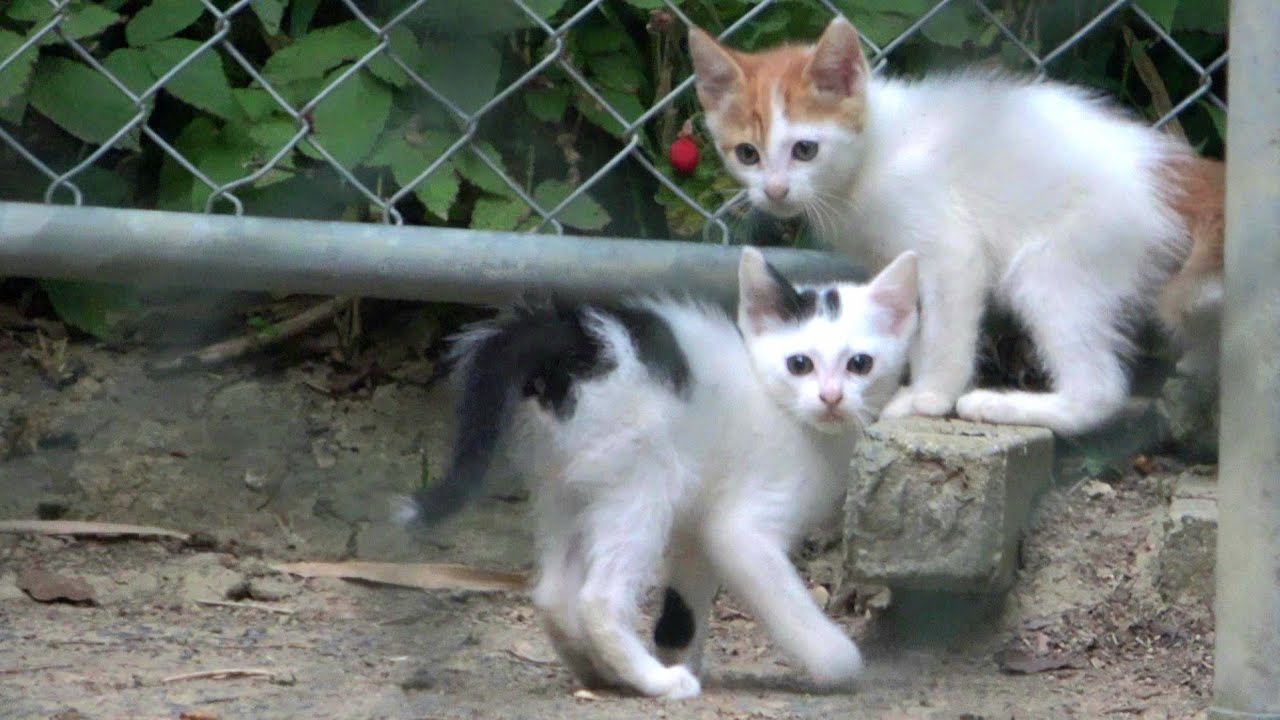 母猫が生後１ヶ月位の2匹の子猫を引き連れて出て来てくれた