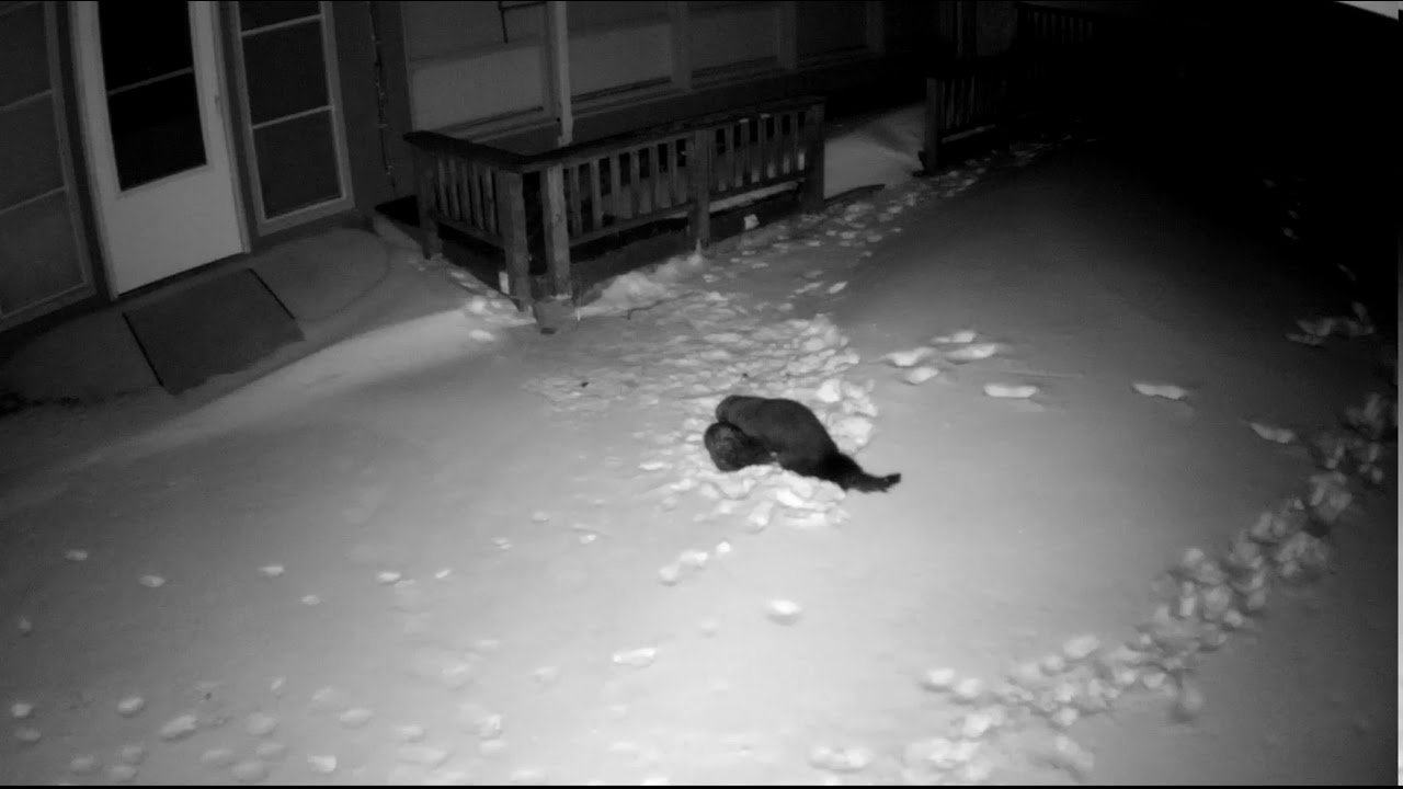 Fisher versus Possum
