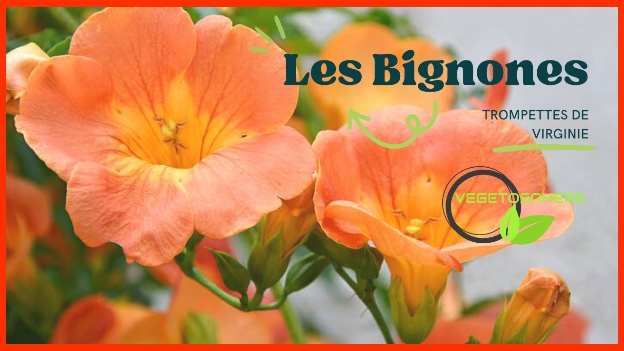 Les Bignones, de solides grimpantes! #vegetosphere #garden  #flowers  #bignona #campsis
