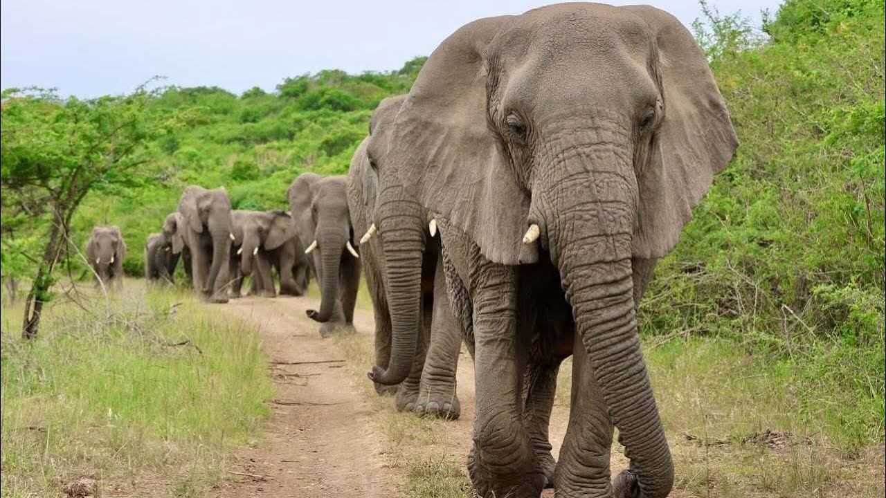 View from my garden, our Nana leading the herd 🐘❤️