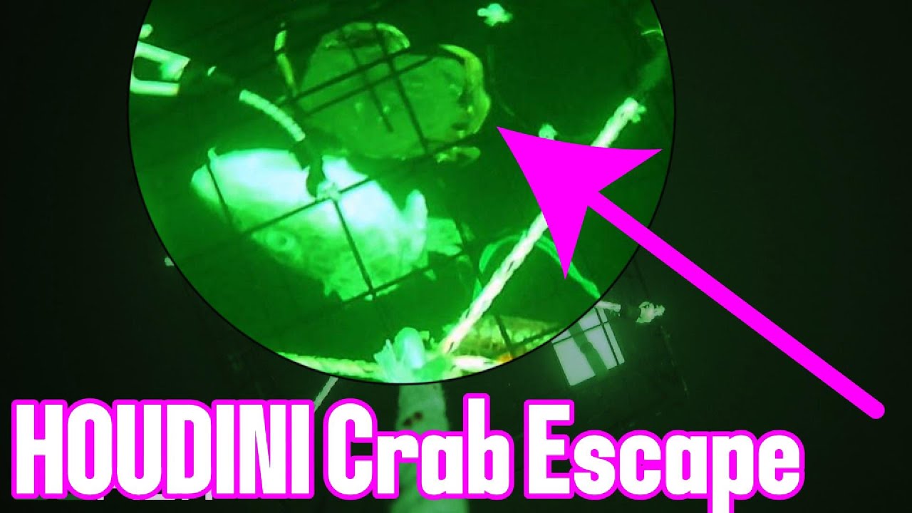 Underwater Crab Trap Escape