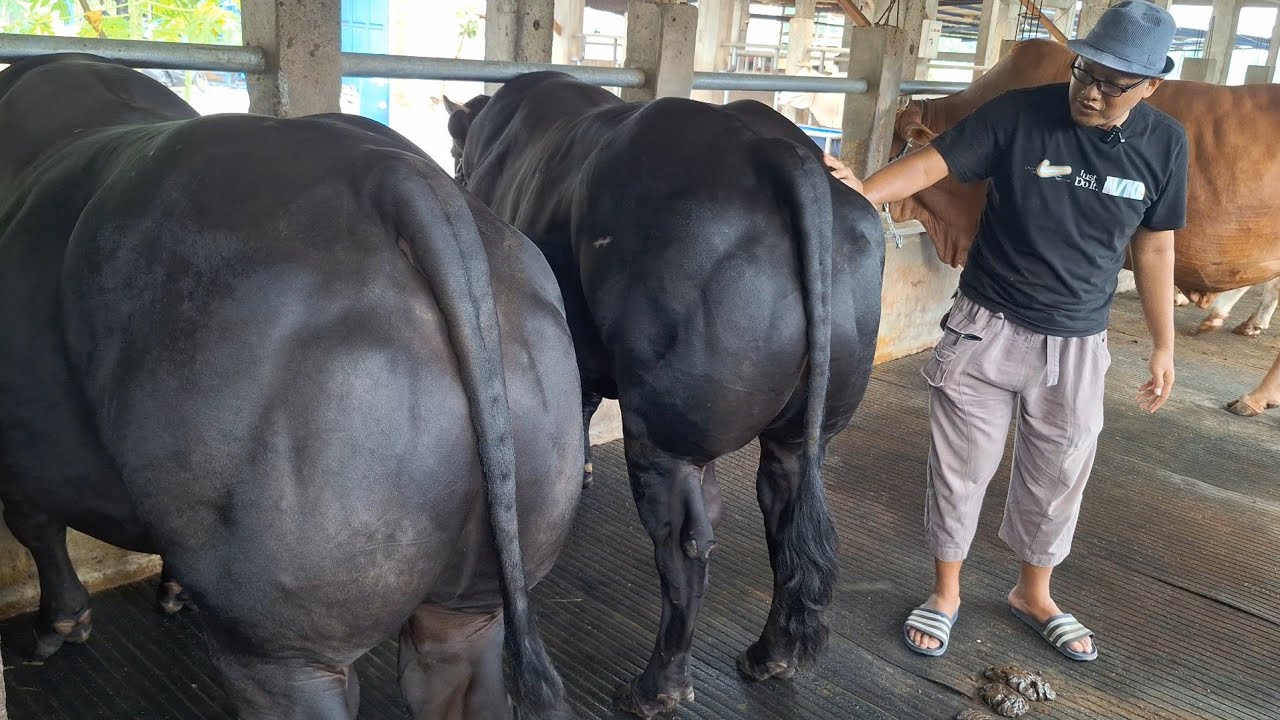 KANDANG BERKAH WAFA FARM ADA BELGIAN BLUE MONSTER‼️