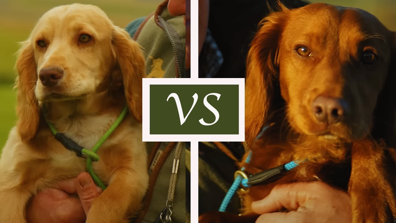 Trained Dog VS. Puppy - Which Is BEST?