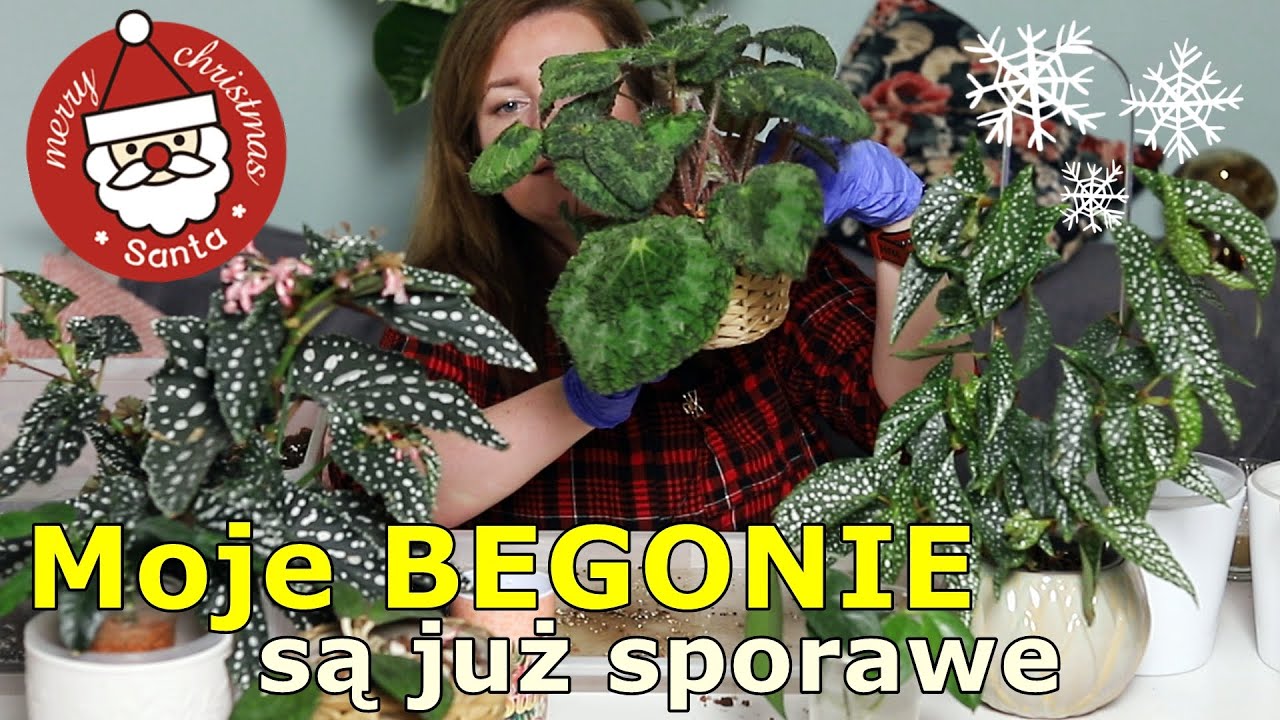 💚 Prosty Begoniowy TRIK 🎅Mikołajkowy roślinny czas🎅łatwe Begonie🎅 3 Begonie + 2 Hoje 💚💚💚