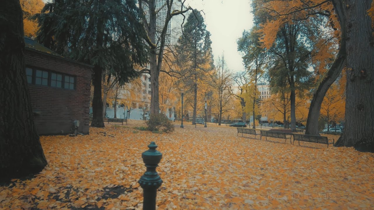 Portland Fall Foliage and Leaves in Downtown 2022