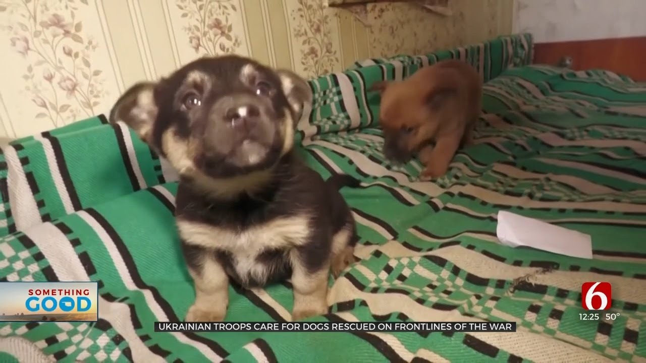 Ukrainian Troops Care For Dogs Rescued On Frontlines Of The War