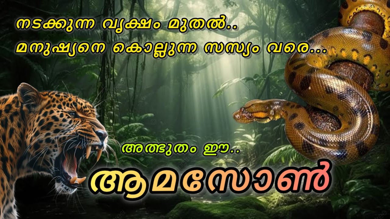 കൊതിപ്പിക്കുന്ന-പേടിപ്പെടുത്തുന്ന ആമസോൺ |Amazon rain forest explained in malayalam |#amazon#eftalks