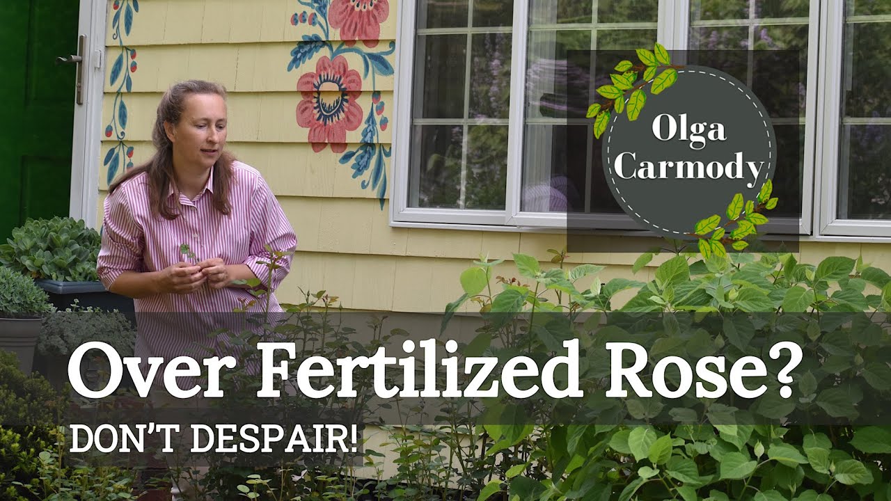 Problems with Over-Fertilizing ROSES😞🌱🥀