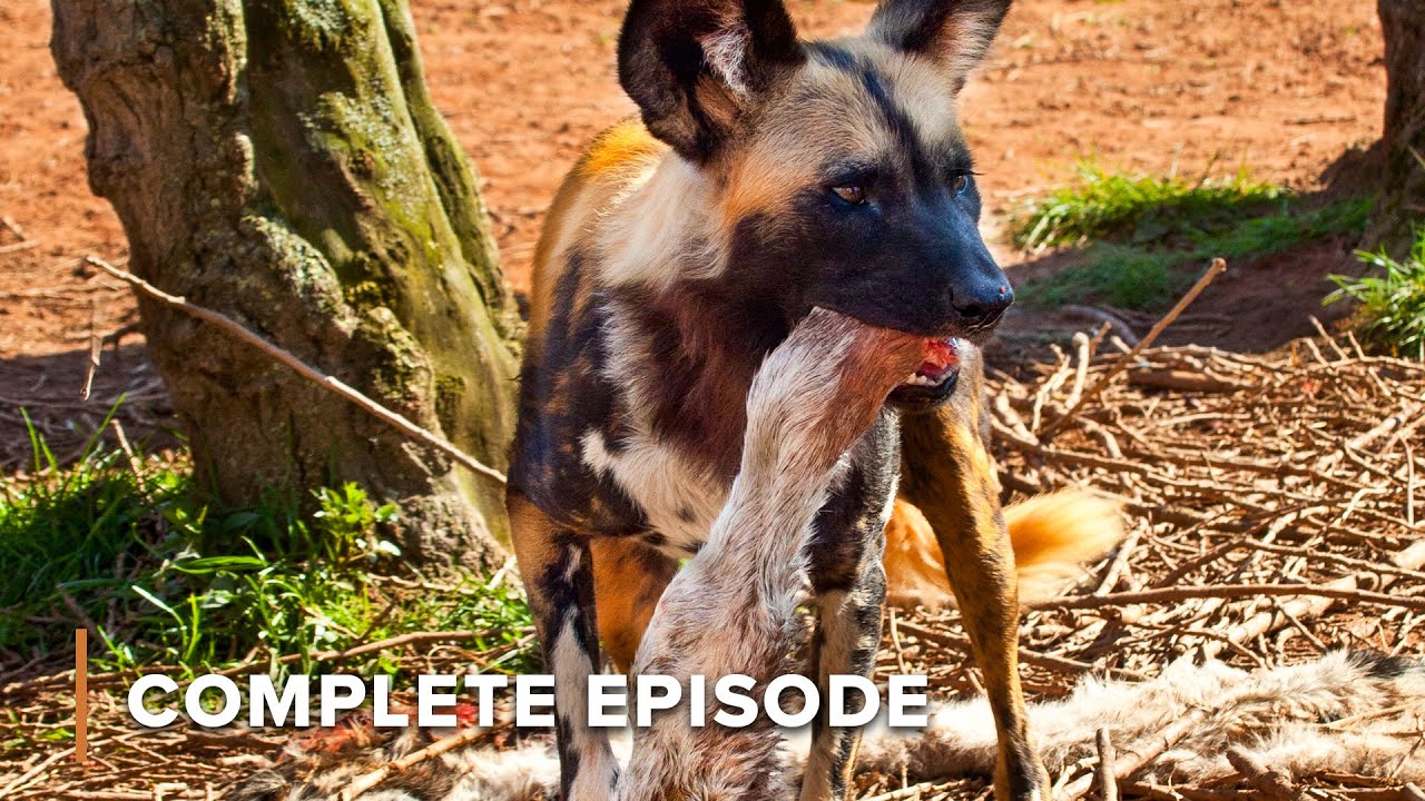 Africa&rsquo;s Pack Hunters Only Choose Violence | Wildlife Icons 204+205