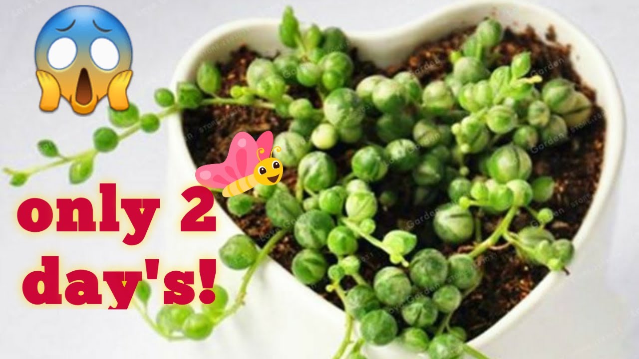 How to grow Pearl Chlorophytum seeds in just 2 days?