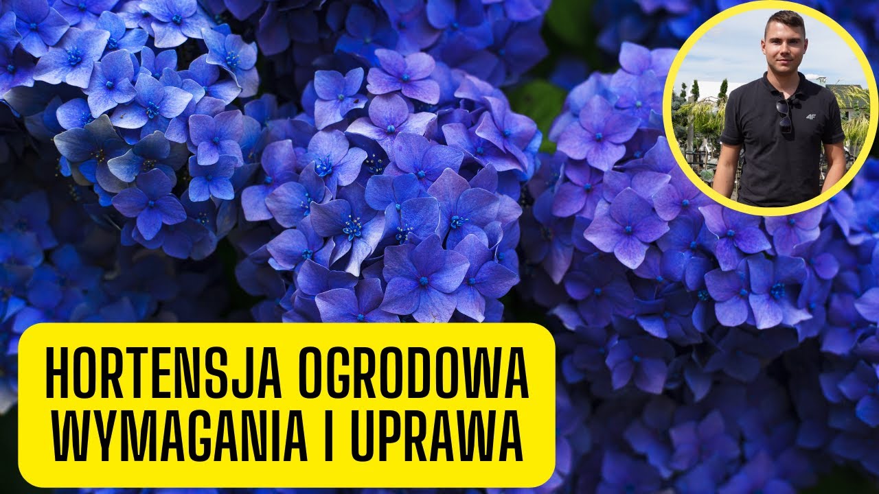 Hortensja ogrodowa &ndash; wymagania i uprawa. Pięknie kwitnąca roślina do cienia