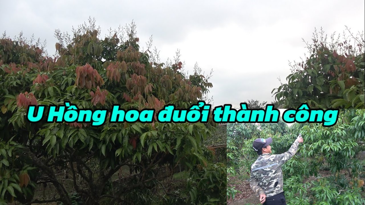 Thăm lại vườn vải u Hồng ra hoa kẹp Lộc quá Oke.