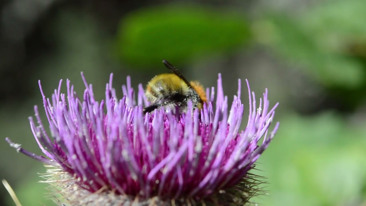 Clip  8  cl&eacute; USB  Pollinisateurs Michel BARACETTI