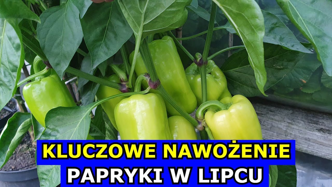Kluczowe Nawożenie Papryki w Lipcu. Czym Nawozić Paprykę w Lipcu. Sucha zgnilizna Papryki Nawożenie.