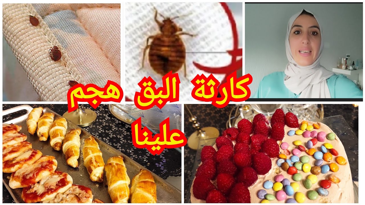 هجم علينا البق في فرنسا لا صافي😅حتى لدابا كملناها،مفاجئة عيد ميلاد ولدي وجدت كلشي في نهار