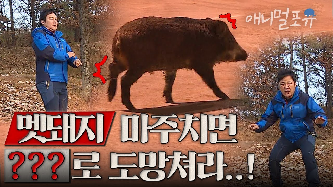 산에서 멧돼지를 맞닥뜨린 두 사람, 그중 한 사람만 공격받은 이유는?! | KBS 위기탈출 넘버원 131221 방송