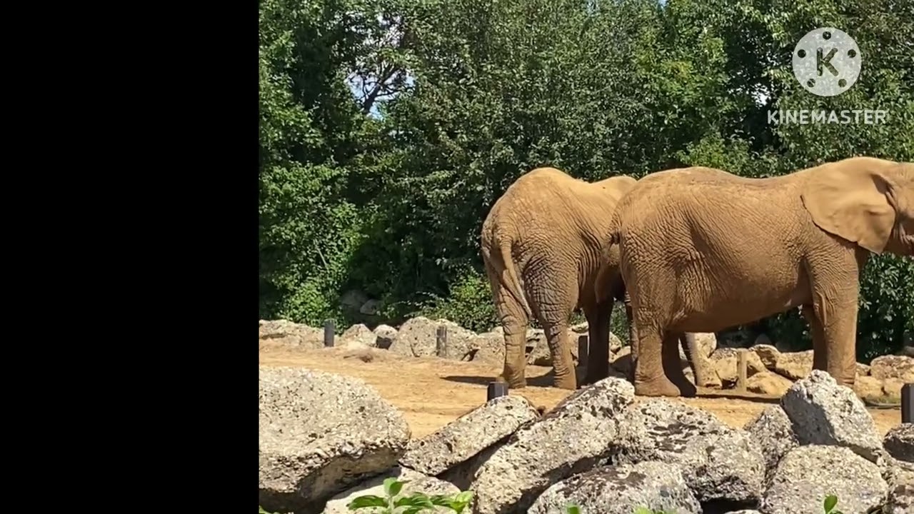 Gorilla video/colchester zoo