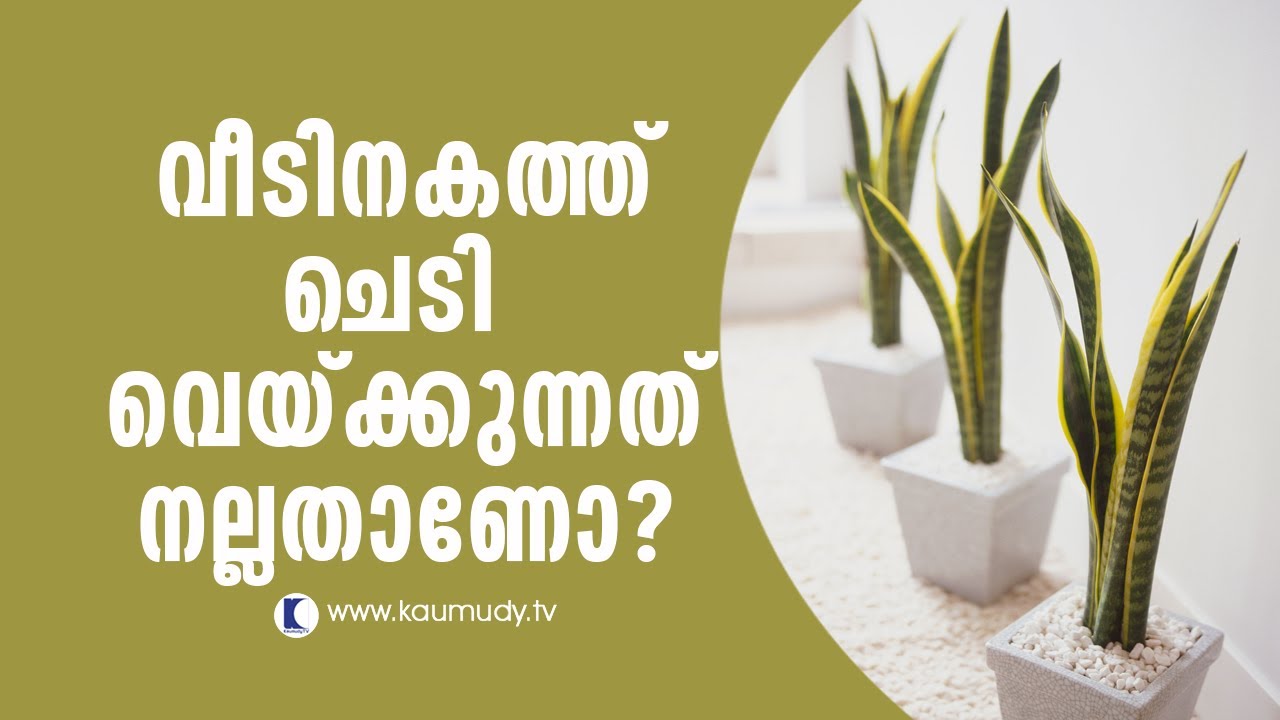 Is it good to grow plants inside house? | Feng Shui | Ladies Hour