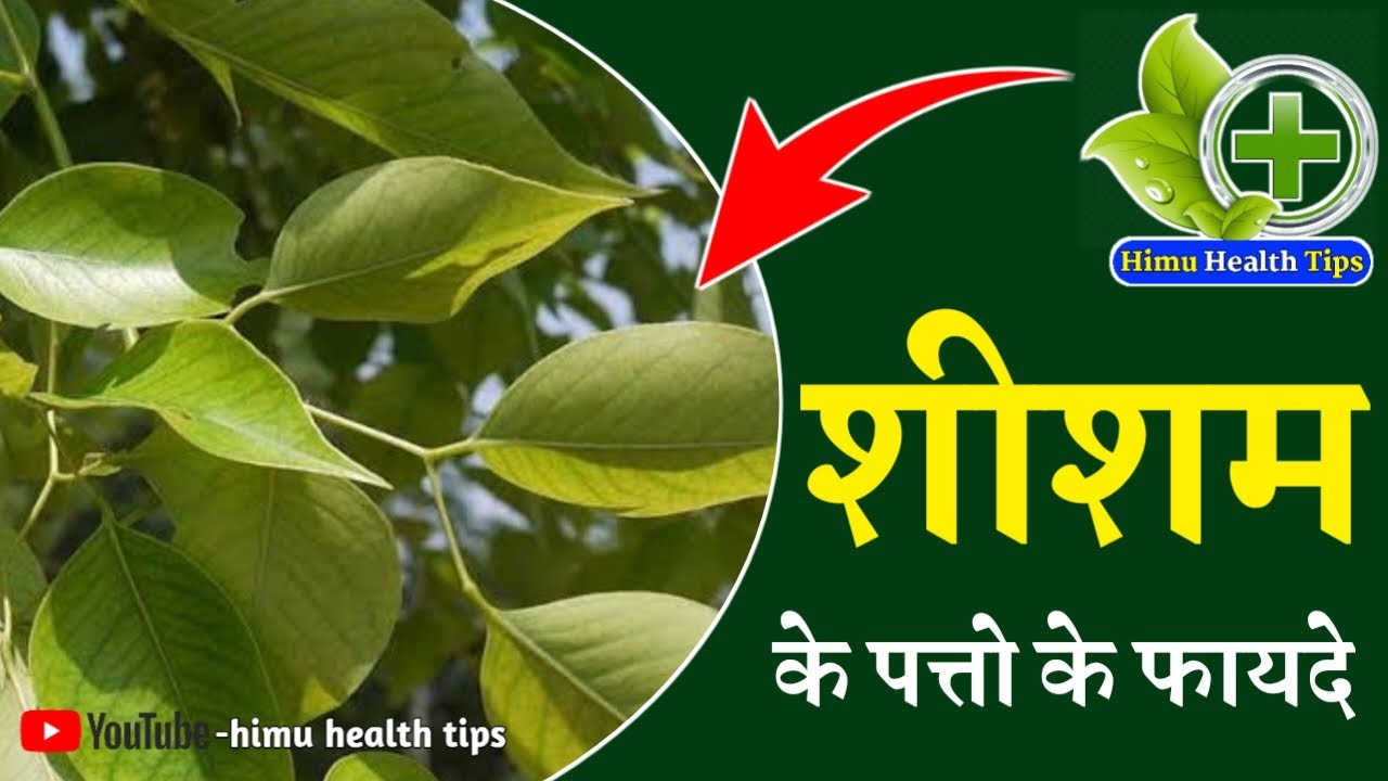 Benefits of Shisham leaves | Shisham Ke Patte Ke Fayde in Hindi | Shisham Ke Patte Ke Fayde | sisam