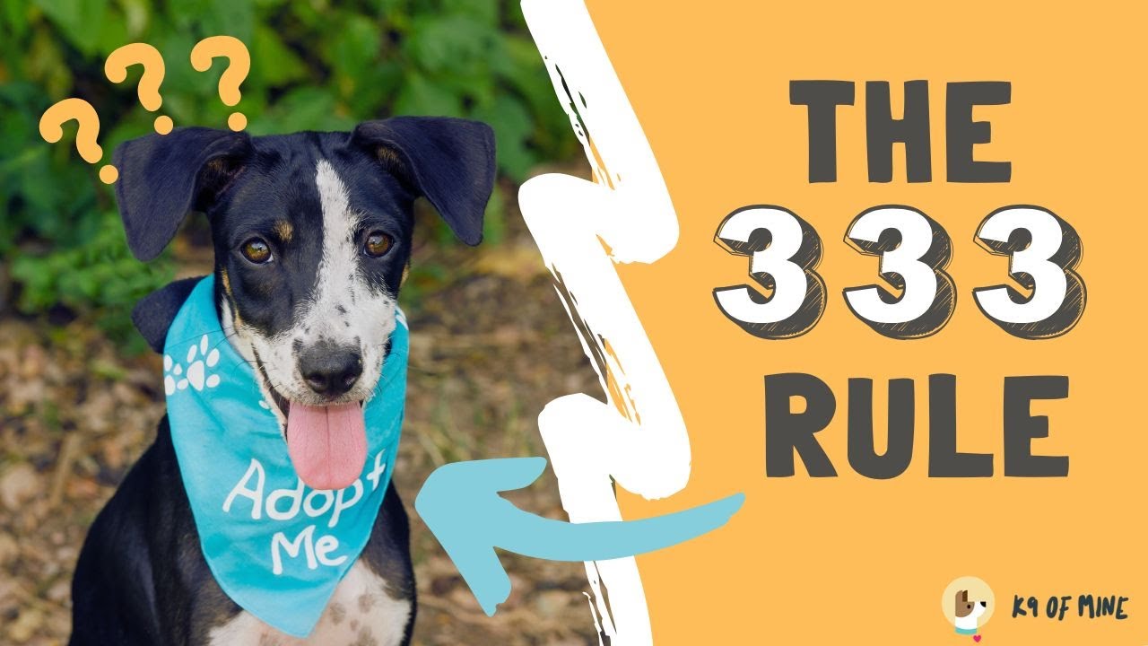 The 3-3-3 Rule for Rescue Dogs | What EVERY New Dog Owner Needs to Know