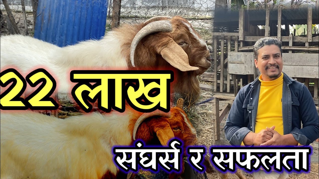 सात बर्ष देखि खसी बाख्रामा सफलता पाउने युवा 