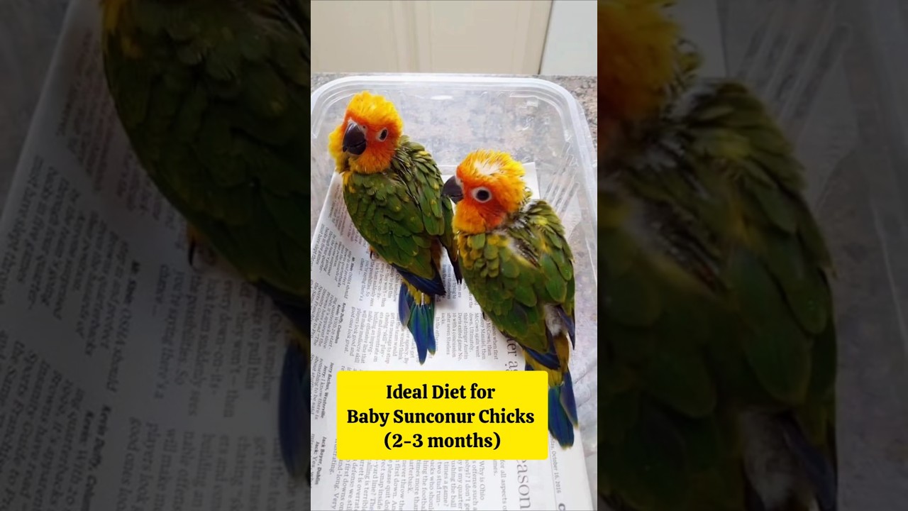 3-Month-OldBaby  Conure Feeding guide  🦜 #SunConure #Shorts  #Sunconurechick