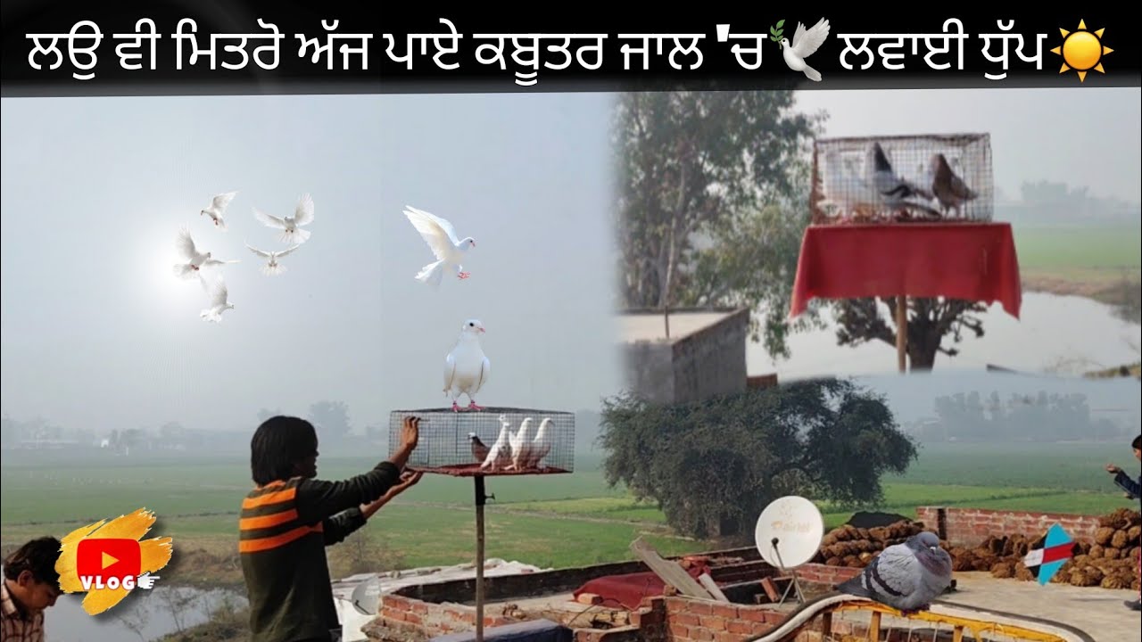 ਅੱਜ ਕਬੂਤਰਾਂ ਨੂੰ ਲਵਾਈ ਧੁੱਪ☀️ ਕਬੂਤਰ ਪਾਏ ਜਾਲ ਵਿੱਚ 🕊✅ ਦੇਖੋ ਪੂਰਾ vlog 🚀(Ajay Tajpur) 