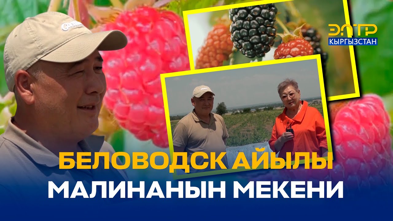 БЕЛОВОДСК АЙЫЛЫ МАЛИНАНЫН МЕКЕНИ