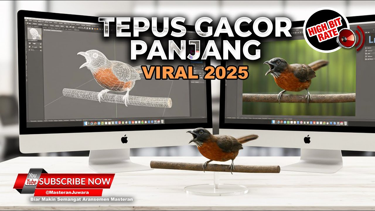 🔴 Tepus Kepala Abu Abu Gacor Panjang Tembakan Kasar Mewah - Materan Viral 2025