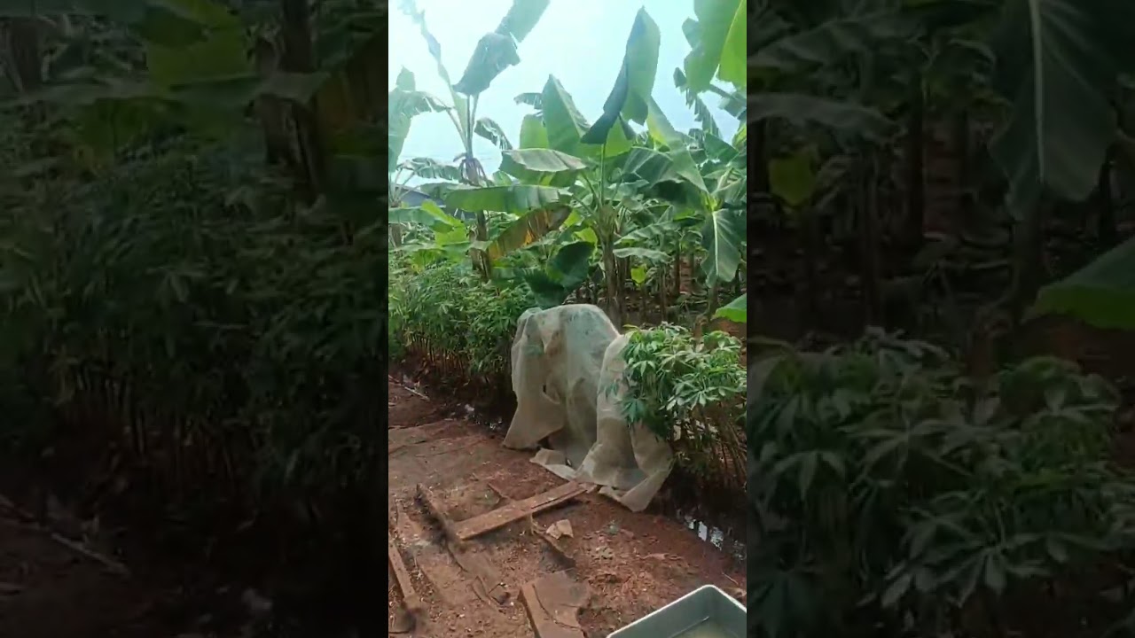 pacekan merpati kolong 