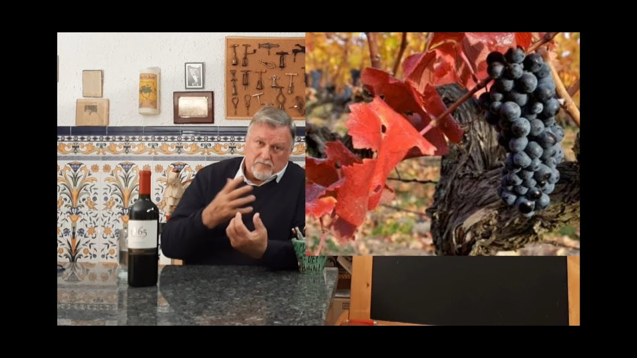 158 - 24 noviembre día de la carménère, la uva franco chilena. ¿Conoces sus vinos?