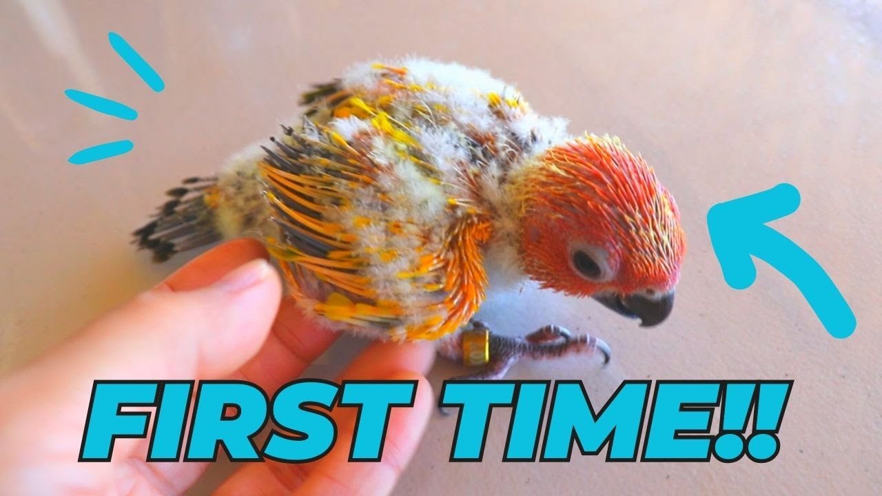😲WOW! nakapagpalabas din! MALUPET ITO! Sun Conure Breeding