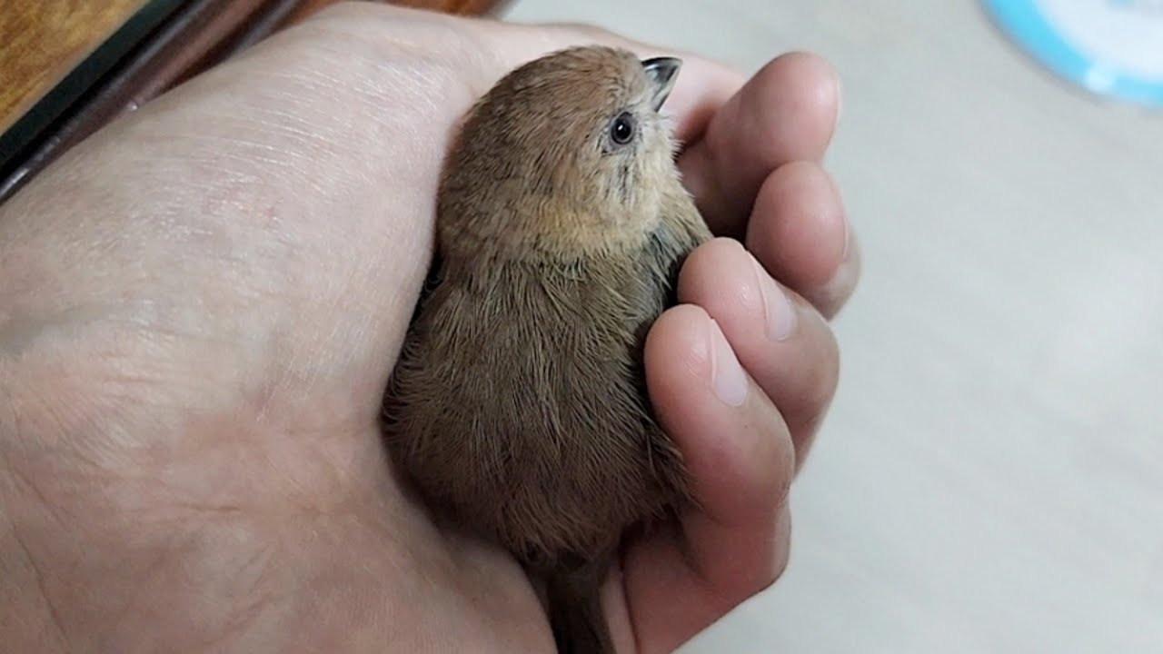 진정한 반려조로 거듭난 애교만점 뱁새 콩이를 계속 키우기로 결심 했습니다! [진구마TV]