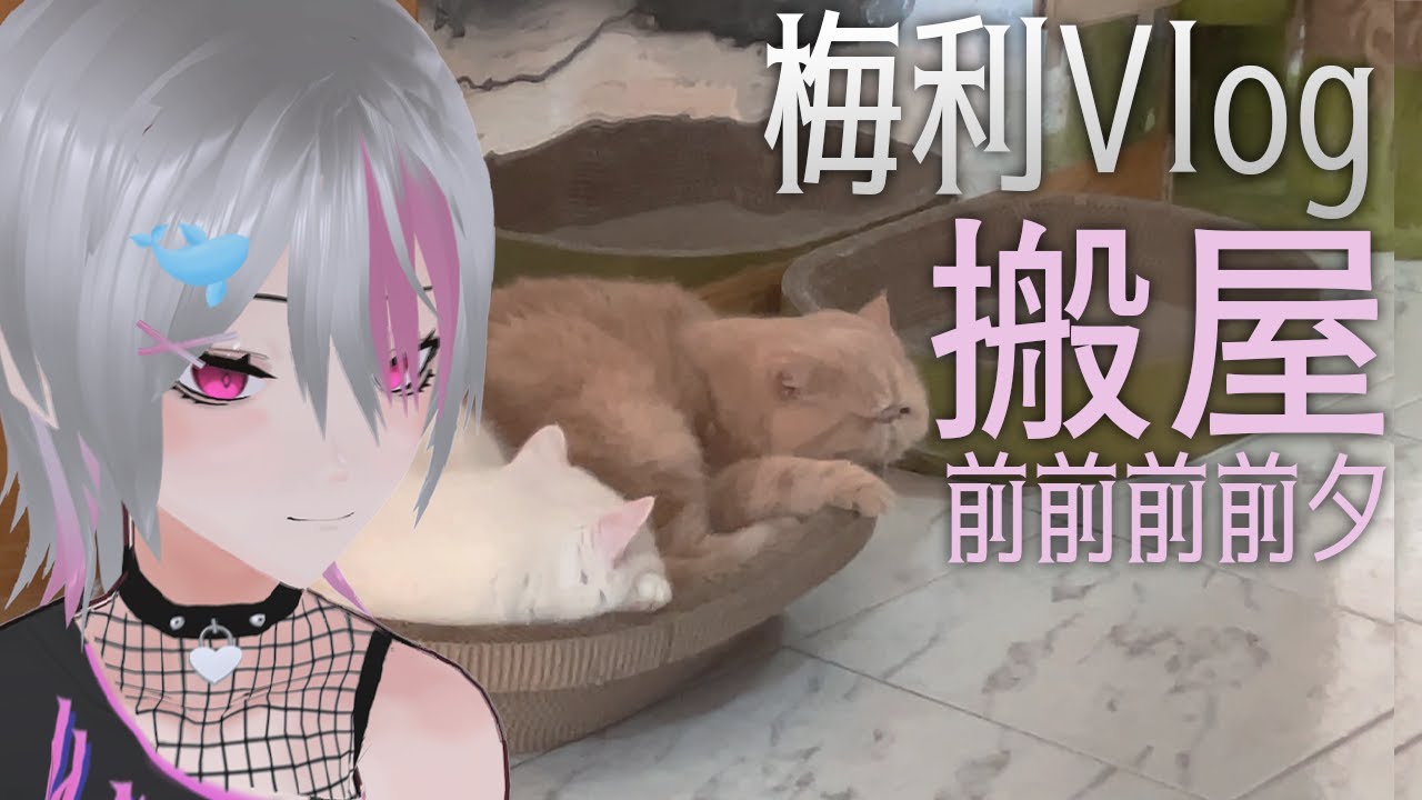 貓咪知道我們會搬屋嗎？ [香港VTuber]