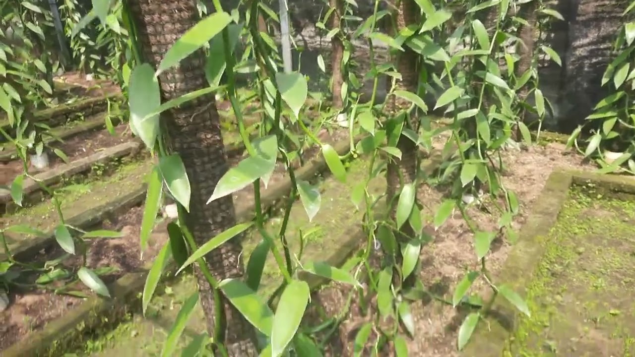 vanilla beans garden