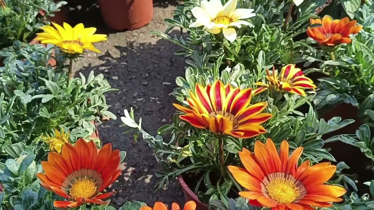 🌿🌺新年快樂、每一年，專辦家裡的神明廳，兒子他們家的祖先牌位，我都會到花市場買花點綴，每一年都有做紀錄，今年當然一樣要分享給大家🌺🌿2026年2月14日
