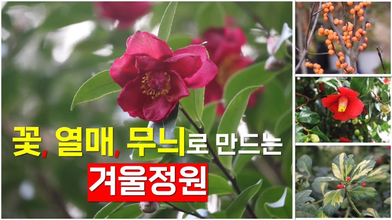 69 겨울에도 예쁜 정원을 만드는 정원수 9종 추천 #정원꾸미기 #겨울에피는꽃 #열매 #garden #gardening #겨울 여행지 #천리포수목원